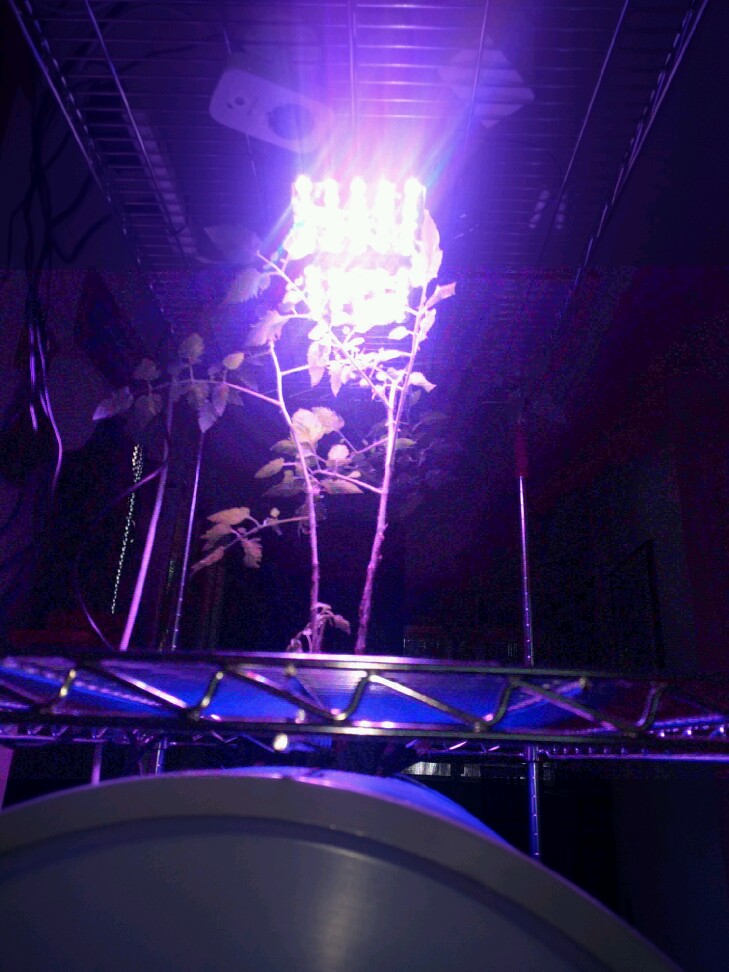 Automated Enclosed Garden Prototype