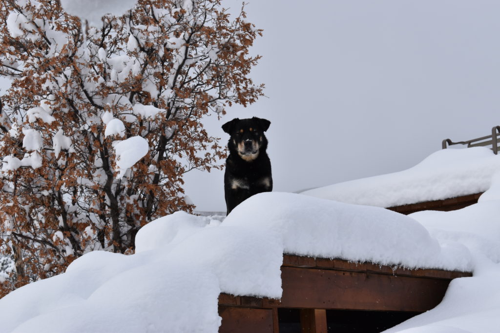 Kimber the dog looking all majestic