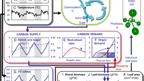 workflow predicts whole plant and individual organ growth data Input