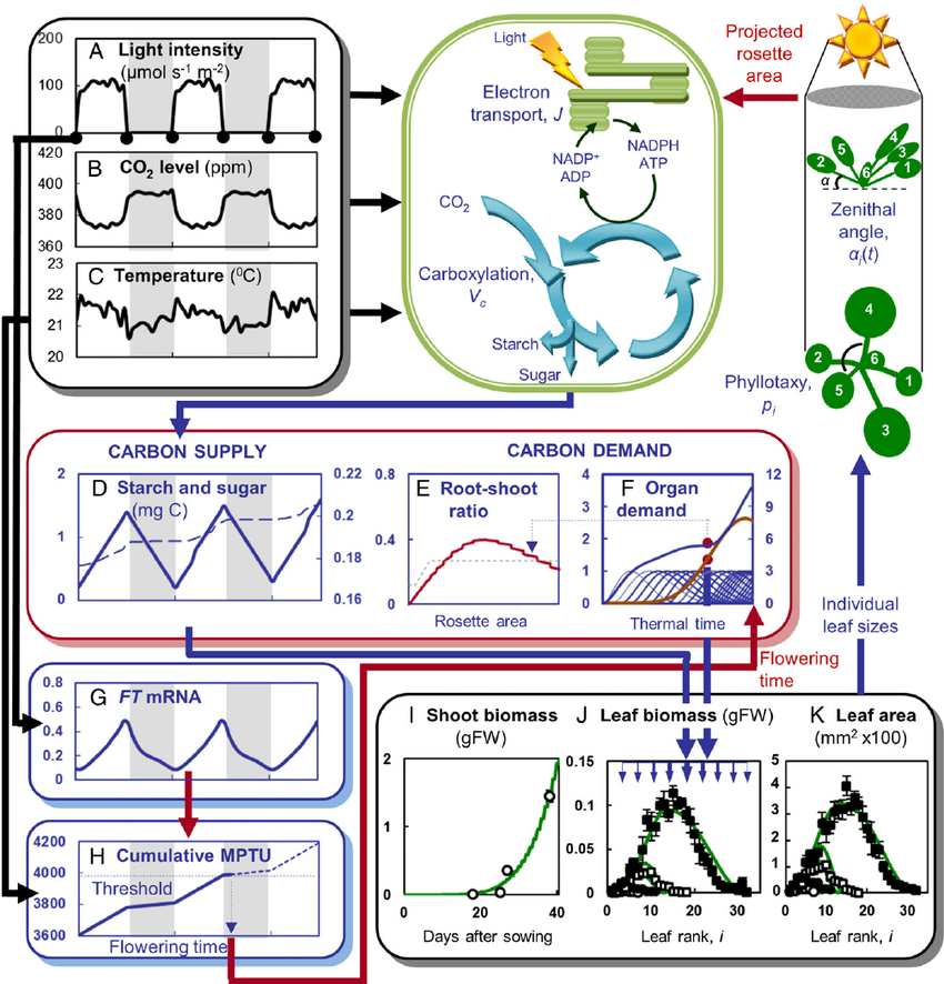 workflow predicts whole plant and individual organ growth data Input