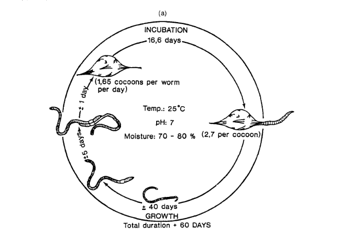 Earthworm Life Cycle
