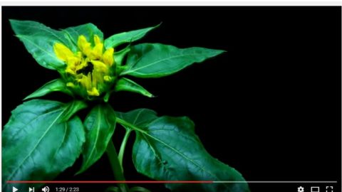 Video of Time Lapse Sunflower Growth