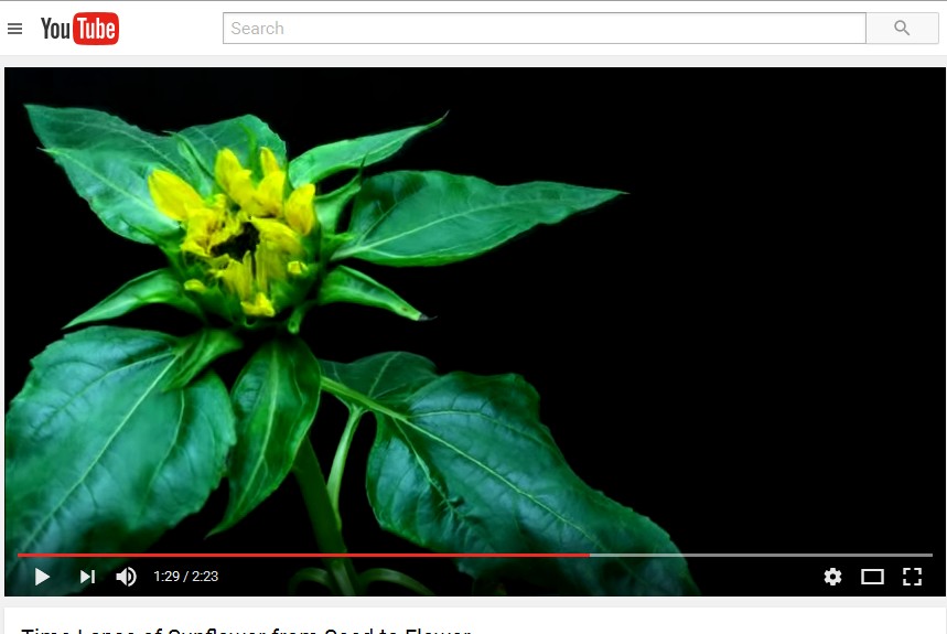 Video of Time Lapse Sunflower Growth