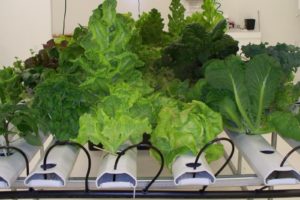 best indoor garden starter system