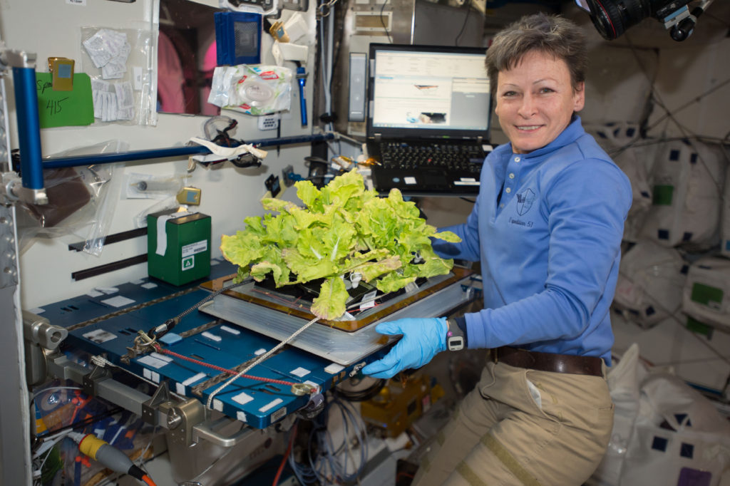 NASA astronaut Peggy Whitson harvested another crop of Tokyo bekana cabbage on the International Space Station.