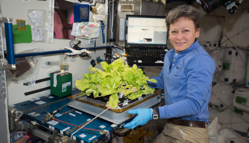 NASA astronaut Peggy Whitson harvested another crop of Tokyo bekana cabbage on the International Space Station.