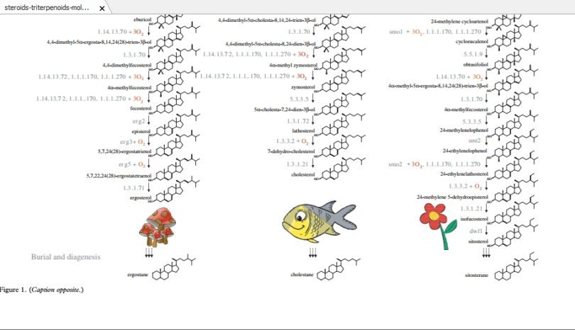 steroids triterpenoids molecular oxygen